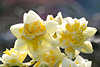41212_Jonquille, gelbe Narzise Blüten