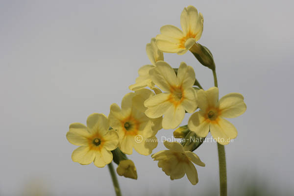 Primeln Gruppenbild am Himmel gelbe Wiesenschlsselblumen