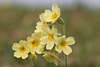 hh-7734_ Primel Wiesenschlüsselblumen Primula veris Photo gelbe Frühlingsblüten Naturbild