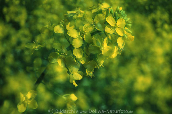 Rapsblte gelbblhen Makro abstrakt Image Brassica napus Macrophoto