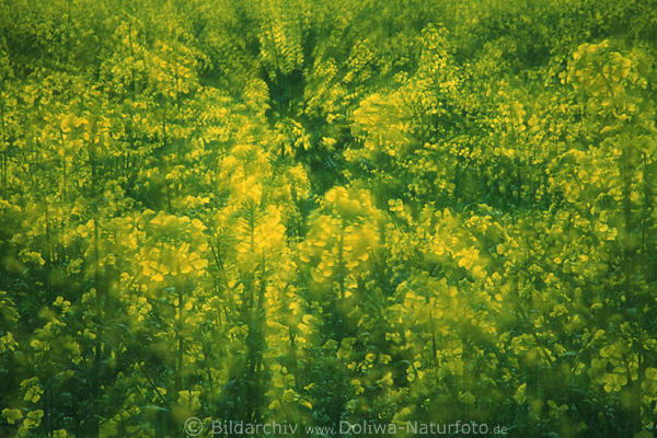 Rapsblten Zoom-Bewegung abstrakt verwischt gelbblhen