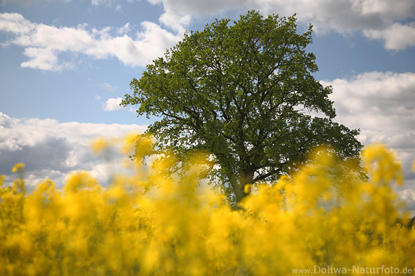Raps Gelbblumenblte um Baum