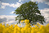 Raps Gelbblmchen Foto Frhlingsblte um Grnbaum am Wolkenhimmel