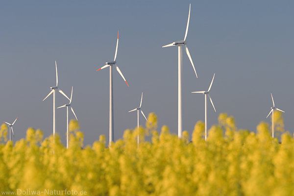 Rapsfeld unter Windrder gelb reine Bltenflche unter Windradmhlen