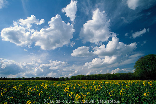 Rapsfeld WolkenPanorama gelbe Blumen Frhlingsblte Landschaft