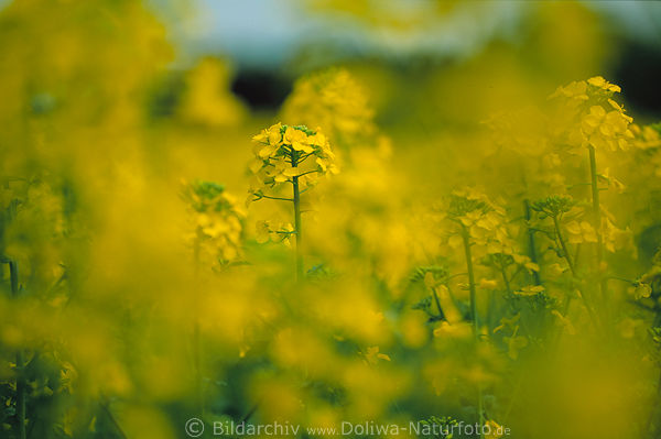 Rapsblte gelb Feldblte lpflanze Brassica napus Rape bloom