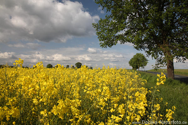 Rapsfeld Frhlingsblte Landschaft gelbblhen Getreide Landweg Baum