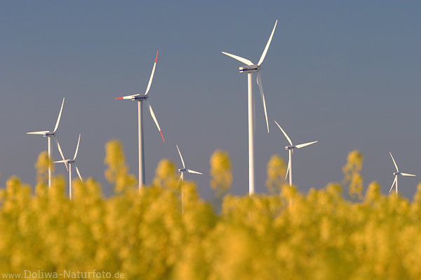 Raps Gelbblumen um Windrotoren-Weissmaste Fotodesign moderner Windmhlenpark