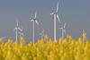 Rapsfeld Gelbbltenfeld unter Windrder