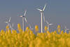 Raps Gelbblumen um Windrotoren-Weissmaste Fotodesign moderner Windmhlenpark