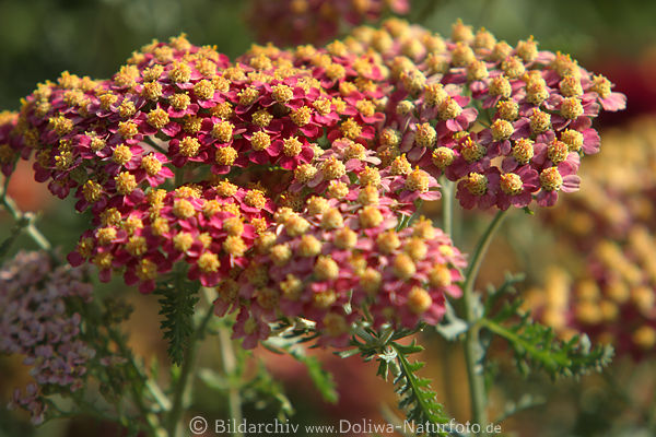 Schafgarben Achillea millefolium Heilpflanze Terracota Blten