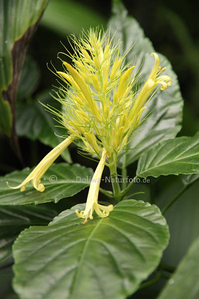 Schaueria Akanthusgewchs Gelbblten Bilder lange Rohrkelche filigrane Fden in Grnbltter