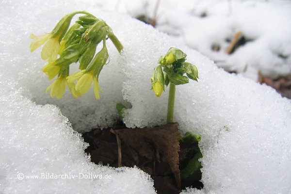 Schneeblumen Frhlingsblten Winterbild Gelbblten im Schnee gelbe Wildblumen Naturfoto