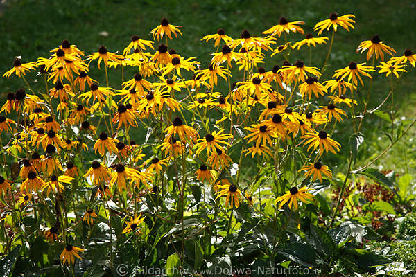 Rauer Sonnenhut Rudbeckia fulgida Goldsturm schwarze Bltenkpfe