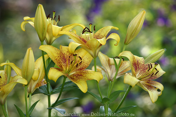 Tigerlilie Gelbblumen Lilium lancifolium Gelbblten rtlich befeckt 