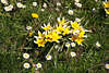 103382_Wildtulpen Frühlingsblüten Foto Gelbblütengruppe eckige Blümchen mit Weißrand im Wiesengras