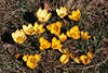 hh-7255_ Bunter Krokus gelb Foto, Crocus chrysanthus gelber Frühjahrsblüher Wildblumen Foto