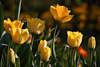 103488_Gelbblüten Tulpenfeld Foto in Grünblätter Fotografie Frühlingsblühen in seitlichen Sonne