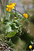 1201826_Gelbblüte mit großen Grünblätter Naturfoto Frühling-Flora Sumpfdotterblume Hochformat Bild
