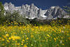 Gelbblumenwiese-Frühlingsblüte vor Alpengipfeln Wilder Kaiser Felsen-Naturbild