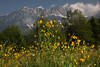 Hahnenfuß gelbe Blumen der Berge Frühlingsblüte Foto vor Gipfel Hintergrund auf Bergwiese