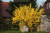 Forsythie-Strauch vor Dorfhaus am Zaun Foto Steine Gelbblüten Frühlingsblumen