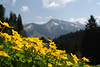 600970_ Hahnenfuß, Berg-Hahnenfuß Ranunculus montanus blühende Blüten in Bergflora fotografie blühen