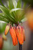 904007_ Kaiserkrone Orangeblüten Foto, Fritillaria imperialis farbige Knospen unter Blätterkrone