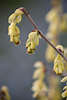 904084_ Ährige Scheinhasel gelbe zarte Blüten Foto, Corylopsis spicata Zaubernuss (Hamamelis) Strauch Frühlingsblüte