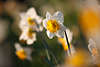 904195_ Narzisse Zwiebelgewächs Frühjahrsblüte in Frühlingssonne, weißgelb Zwiebelblüte Florabild