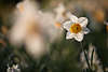 904197_ Zwiebelgewächs Narzissen Frühjahrsblüten in Frühlingssonne, Zwiebelblüte gelbweiß Florafotografie