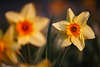 904223_ Narzisse Frühblüte Foto “Lady Luck” Gelbblüte schaut von der Seite, Narcissus gelbe Florafotografie