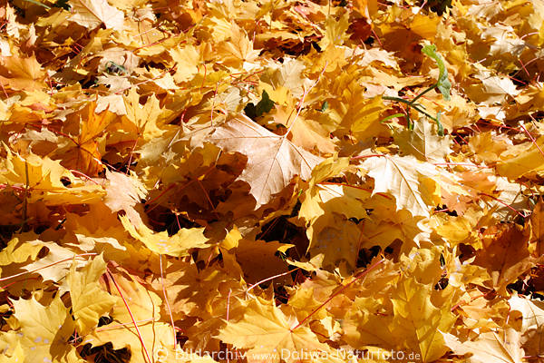 Ahornlaub SpitzAhorn Acer platanoides gelbe Herbstbltter Feld am Boden