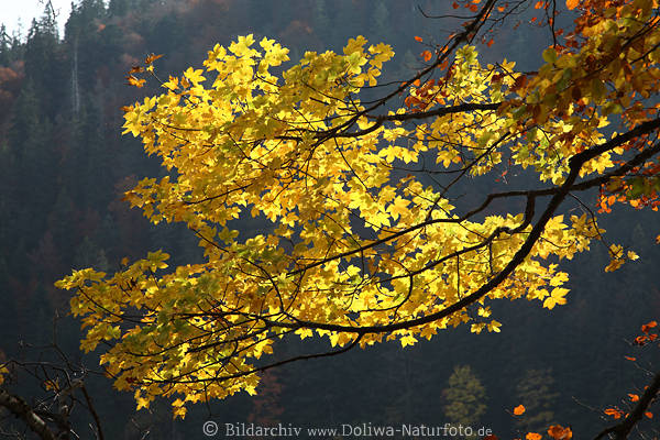 Bltter gelbe Herbstfrbung am Ast Ahornbaum Zweige im dunklen Wald