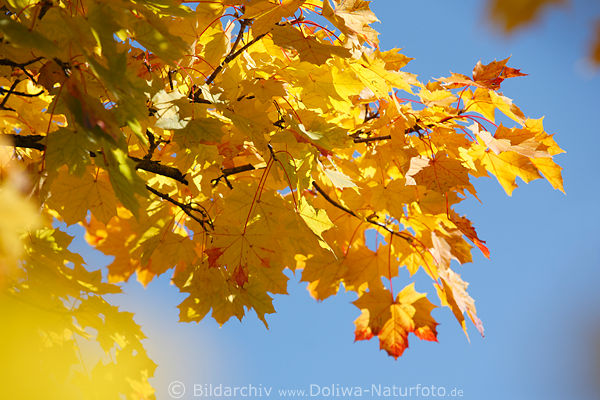 Ahornzweig rotgelb helle Herbstbltter am Blauhimmel Acer platanoides