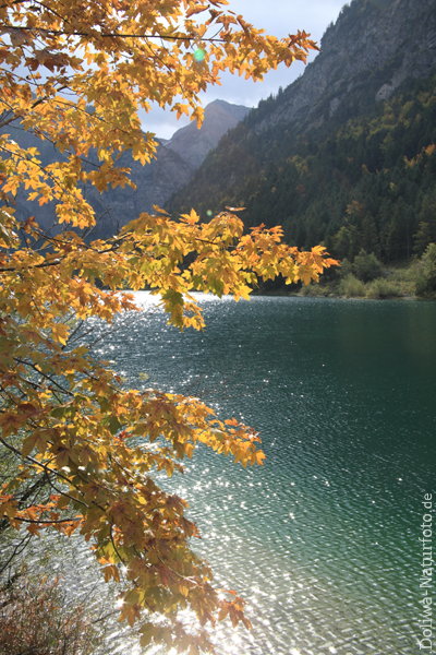 Ahorn-Bltterzweige in Gegenlicht ber Wasser Naturfoto