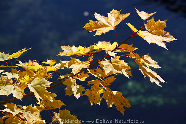 Ahornzweig gelbe Bltter Herbstfarbe ber tiefblaues Wasser