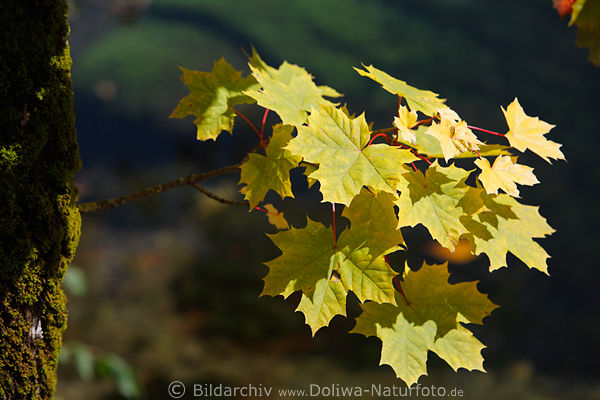 Ahornzweig Gelbbltter Gelblaub am Baumstamm Zweig in Herbstsonne