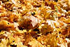 Ahornlaub Bild Spitz-Ahorn Acer platanoides gelbes Laub Herbstbltter am Boden in Fotografie