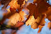 Ahorn Herbstbltter gelbrot gefrbtes Baumlaub am Himmel Naturfoto Nahaufnahme