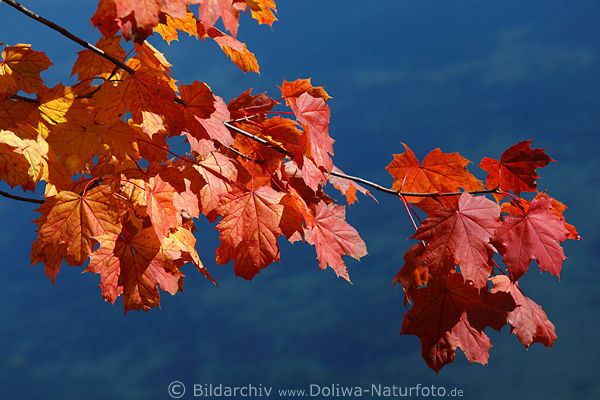 Ahorn rote Herbstbltter Zweig Acer leaves