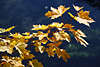 Ahornzweig gelbe Bltter Herbstfarbe ber tiefblaues Wasser