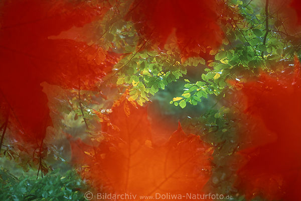 Herbstbltter abstrakt rot verwischt ber Grnbltter