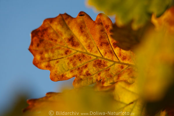 Eichenblatt rot-gelb Blattpigmente Herbstfarben Photosynthese