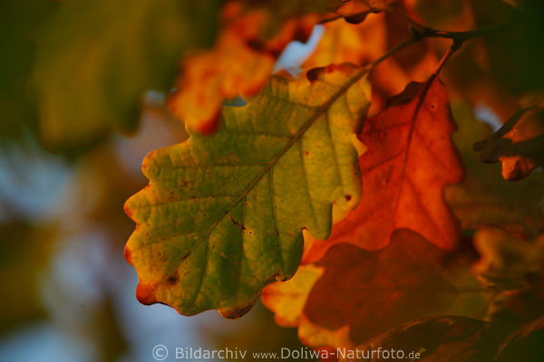 Eichenbltter Quercus herbstliches Eichenlaub