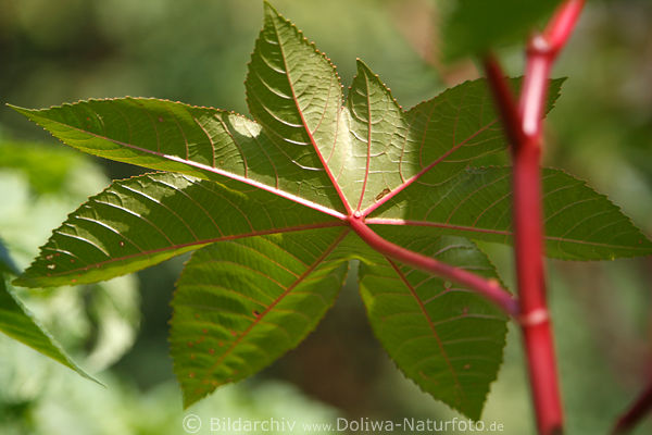 Wunderbaum Bltter Ricinus communis Palma Christi rote Adern am Rotstiel Christuspalme