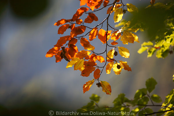 Herbstbltterzweig rot-gelb Herbstlaub Gegenlicht bunte Farben