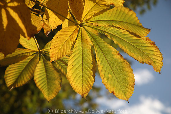 Kastanienblatter Foto Herbst Baumblatter Gold Gelbe Farben Am Himmel Blatt Adern Gross In Bild