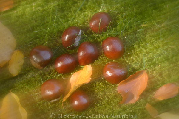 Kastanien Buchenbltter Wiese Herbst verwischt abstrakt am Boden Drusenkesten