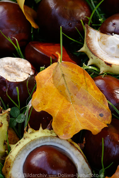 Buchenlaub Herbstblatt rotbraue Schalenfrchte Rosskastanien im Gras